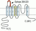 KCNS3/Kv9.3 (extracellular) Blocking Peptide