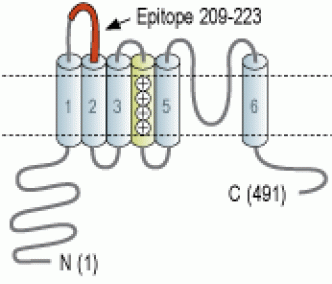 KCNS3/Kv9.3 (extracellular) Blocking Peptide