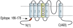 Anti-KCNF1 (KV5.1) Antibody