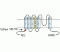KCNF1/Kv5.1 Blocking Peptide