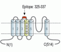 KCNG1/Kv6.1 (extracellular) Blocking Peptide