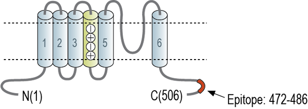 Anti-Kv6.4 (KCNG4) Antibody