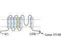 Kv6.4 (KCNG4) Blocking Peptide
