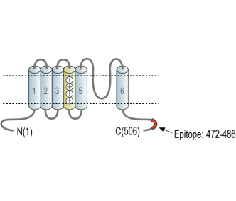 Kv6.4 (KCNG4) Blocking Peptide