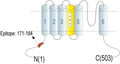 Anti-KV8.1 (KCNV1) Antibody