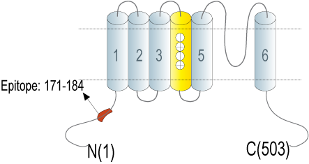 Anti-KV8.1 (KCNV1) Antibody