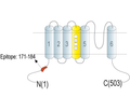 KV8.1 (KCNV1) Blocking Peptide