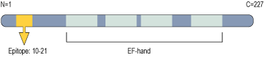 Anti-KChIP1 (KCNIP1) Antibody