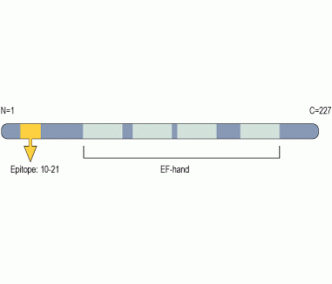 KChIP1/KCNIP1 Blocking Peptide