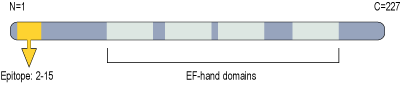 Anti-KChIP2 Antibody