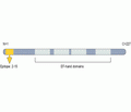 KChIP2 Blocking Peptide