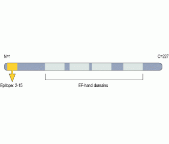 KChIP2 Blocking Peptide