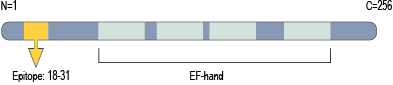 Anti-KChIP3 (CSEN, DREAM) Antibody