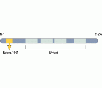 KChIP3/CSEN Blocking Peptide