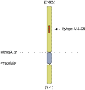 Anti-DPP6 (extracellular) Antibody