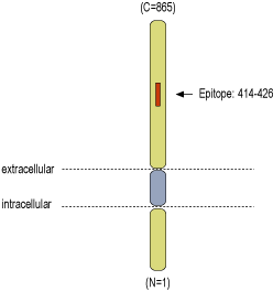 Anti-DPP6 (extracellular) Antibody