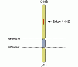 DPP6 (extracellular) Blocking Peptide