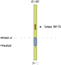 Anti-DPP10 (extracellular) Antibody