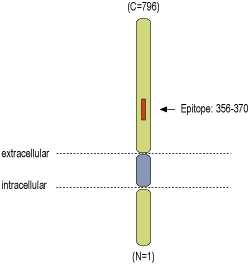 Anti-DPP10 (extracellular) Antibody
