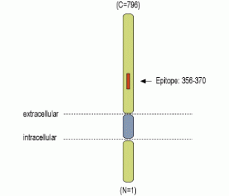 DPP10 (extracellular) Blocking Peptide