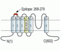 Kv1.5/KCNA5 (extracellular) Blocking Peptide