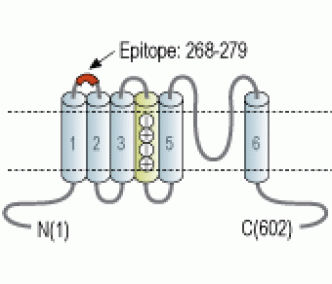 Kv1.5/KCNA5 (extracellular) Blocking Peptide