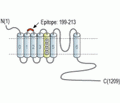 KCNMA1/KCa1.1 (extracellular) Blocking Peptide