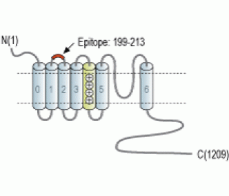 KCNMA1/KCa1.1 (extracellular) Blocking Peptide
