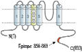 Anti-KCNQ5 Antibody