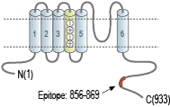 Anti-KCNQ5 Antibody