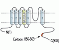 KCNQ5 Blocking Peptide