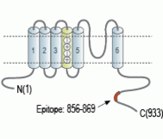 KCNQ5 Blocking Peptide