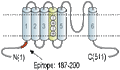 Anti-KV1.8 Antibody