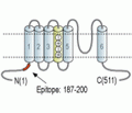 Kv1.8 Blocking Peptide