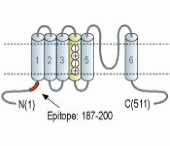 Kv1.8 Blocking Peptide