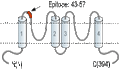 Anti-KCNK15 (TASK-5) (extracellular) Antibody