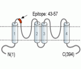 KCNK15/TASK-5 (extracellular) Blocking Peptide