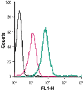 Anti-Kir2.1/KCNJ2 (extracellular)-FITC Antibody