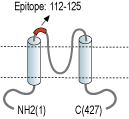 Anti-Kir2.1/KCNJ2 (extracellular) Antibody