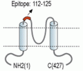 Kir2.1/KCNJ2 (extracellular) Blocking Peptide