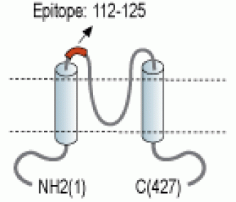 Kir2.1/KCNJ2 (extracellular) Blocking Peptide