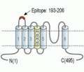 Kv1.1/KCNA1 (extracellular) Blocking Peptide