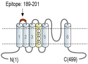 Anti-KV1.2 (KCNA2) (extracellular) Antibody
