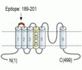 Kv1.2/KCNA2 (extracellular) Blocking Peptide