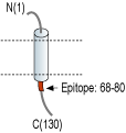 Anti-KCNE1 (IsK) Antibody