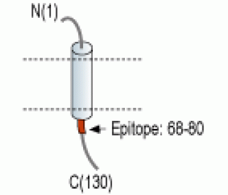 KCNE1/IsK Blocking Peptide