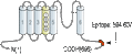 Anti-KCNQ4 Antibody