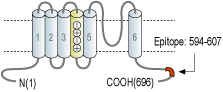 Anti-KCNQ4 Antibody