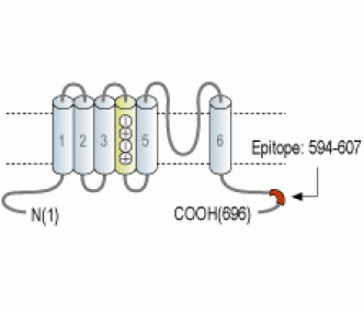KCNQ4 Blocking Peptide