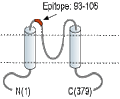 Anti-Kir4.1 (KCNJ10) (extracellular) Antibody
